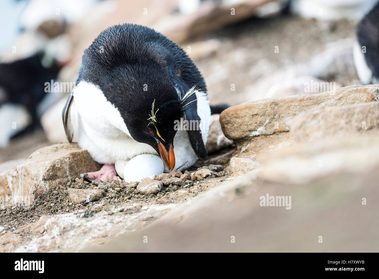 Gentoo penguin (Pygoscelis papua) sitting on an egg Stock Photo