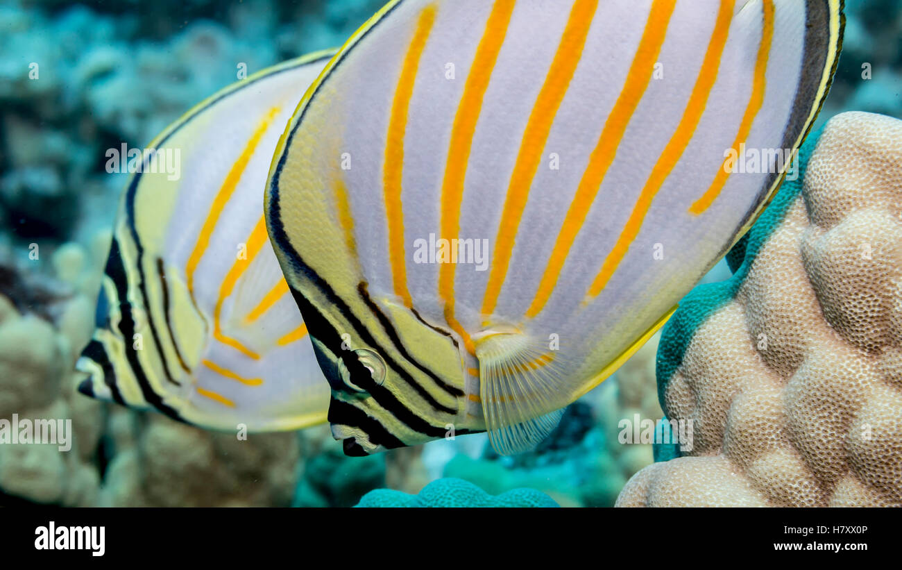Close-up of an Ornate Butterfyfish (Chaetodon ornatissimus) pair photographed while scuba diving the Kona coast Stock Photo