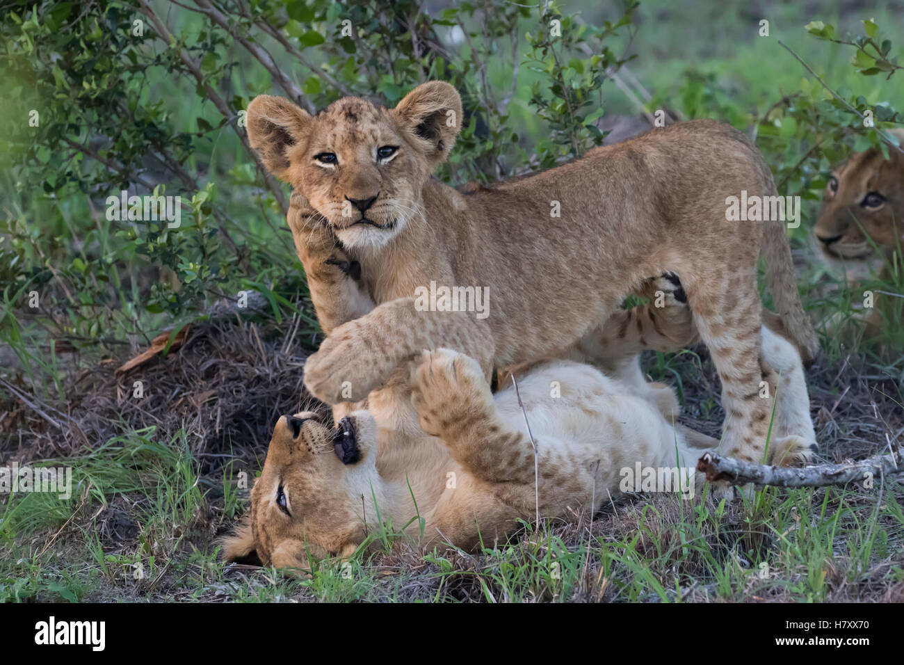 Lion cubs (panthera leo) playing together, Sabi Sand Game Reserve; South Africa Stock Photo