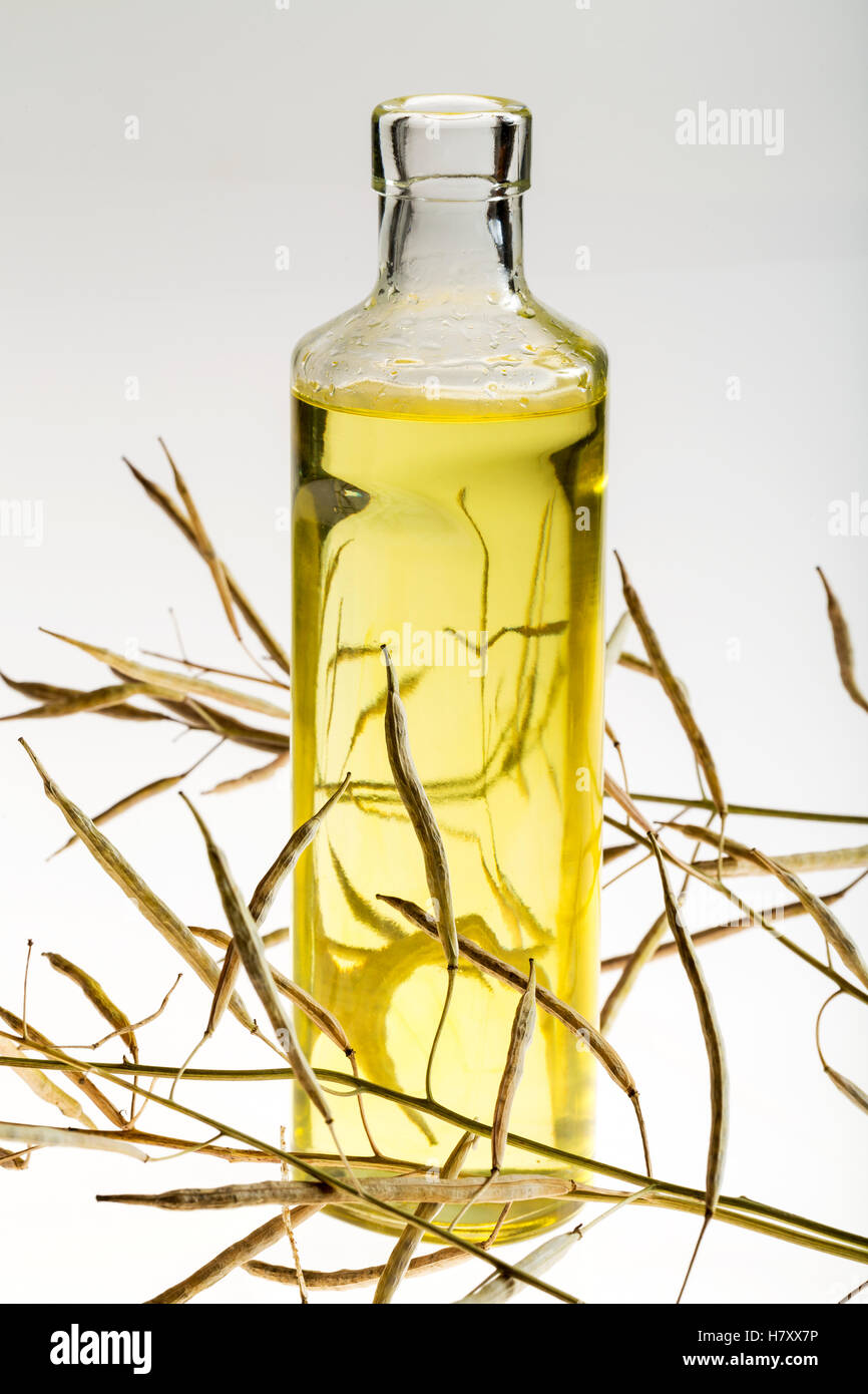 A glass bottle of canola oil with dried canola seed pods on a white background; Calgary, Alberta