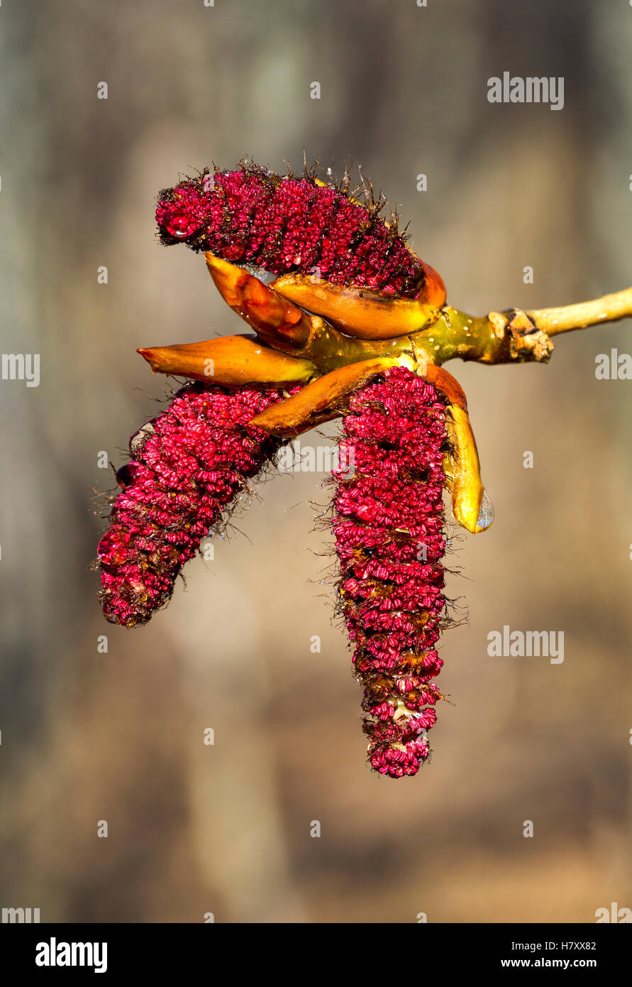 Red seed pods hires stock photography and images Alamy