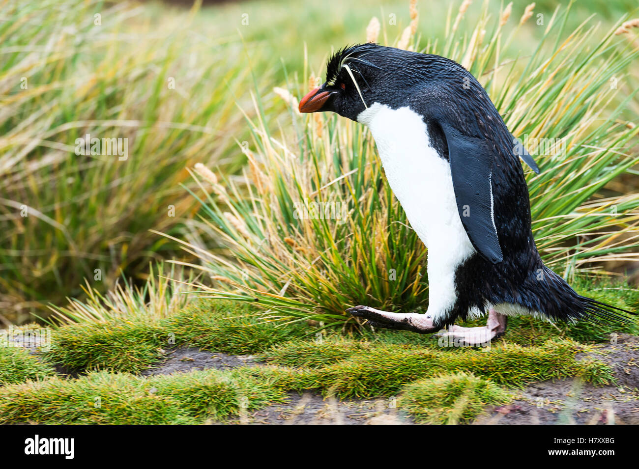 Rockhopper penguin walking in the tall grass Stock Photo