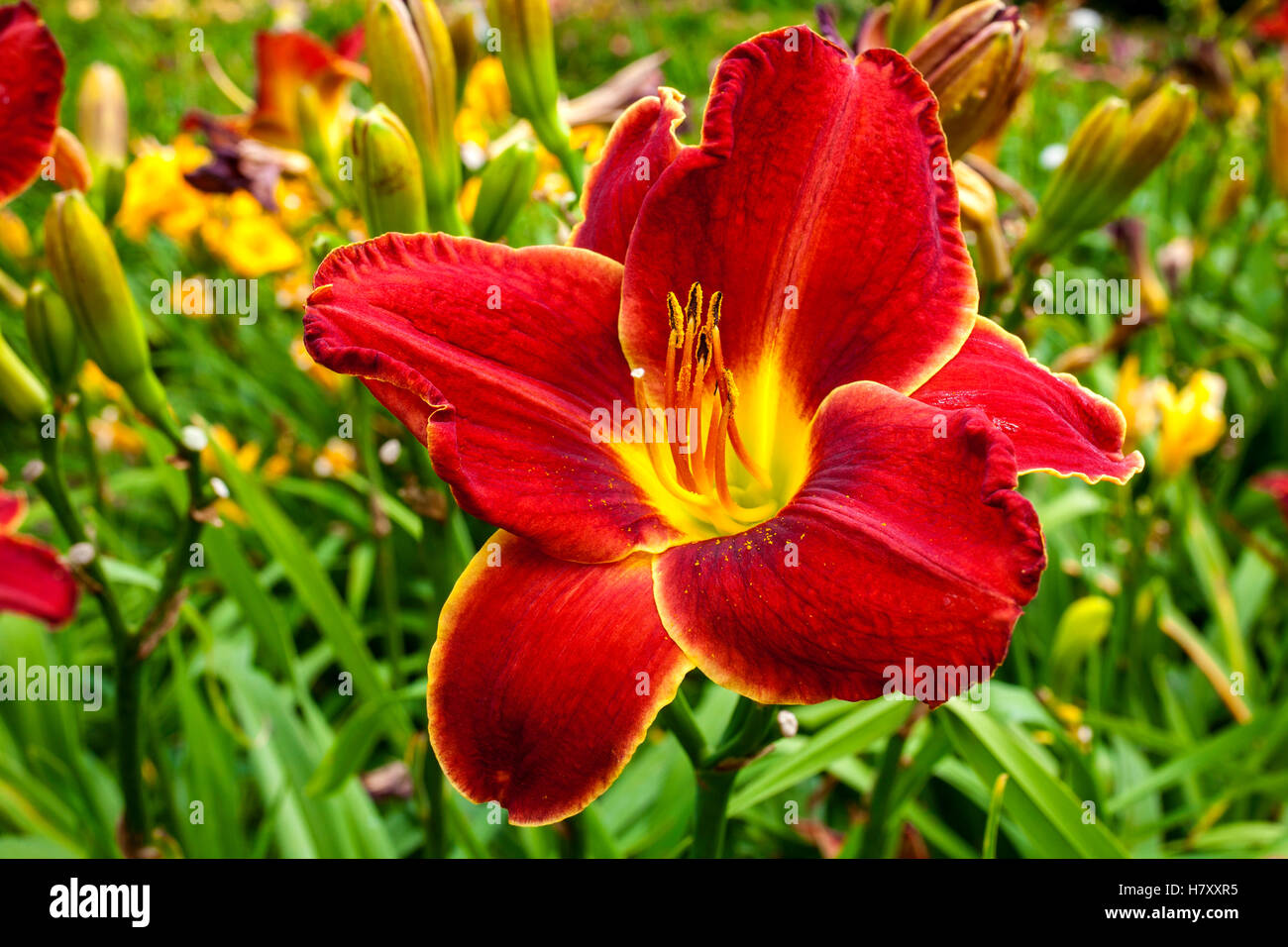 Daylily (Hemerocallis); Sutton, Quebec, Canada Stock Photo Alamy