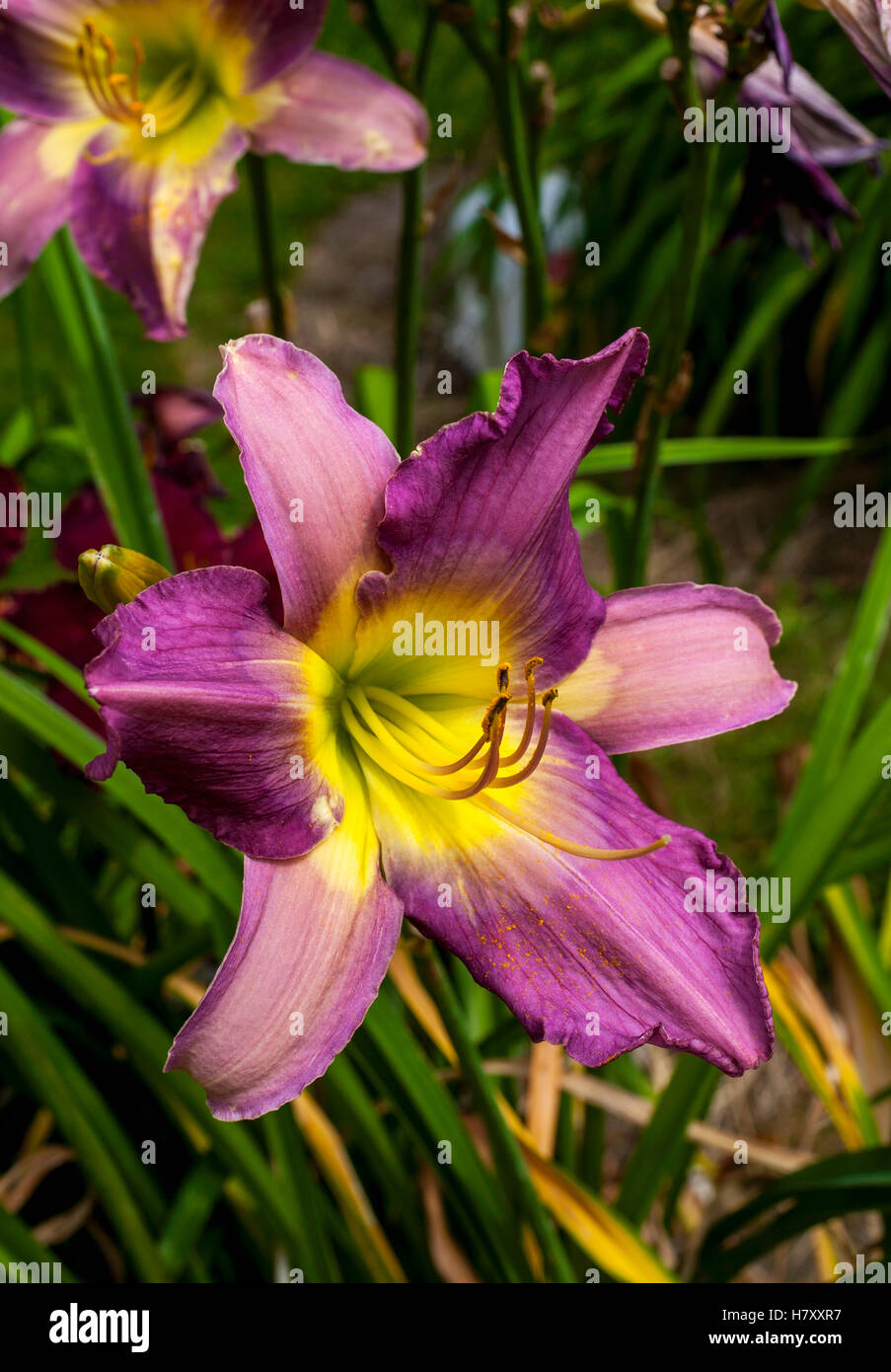 Daylily (Hemerocallis); Sutton, Quebec, Canada Stock Photo Alamy