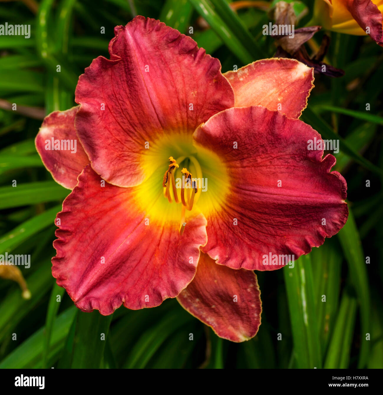 Daylily (Hemerocallis); Sutton, Quebec, Canada Stock Photo Alamy