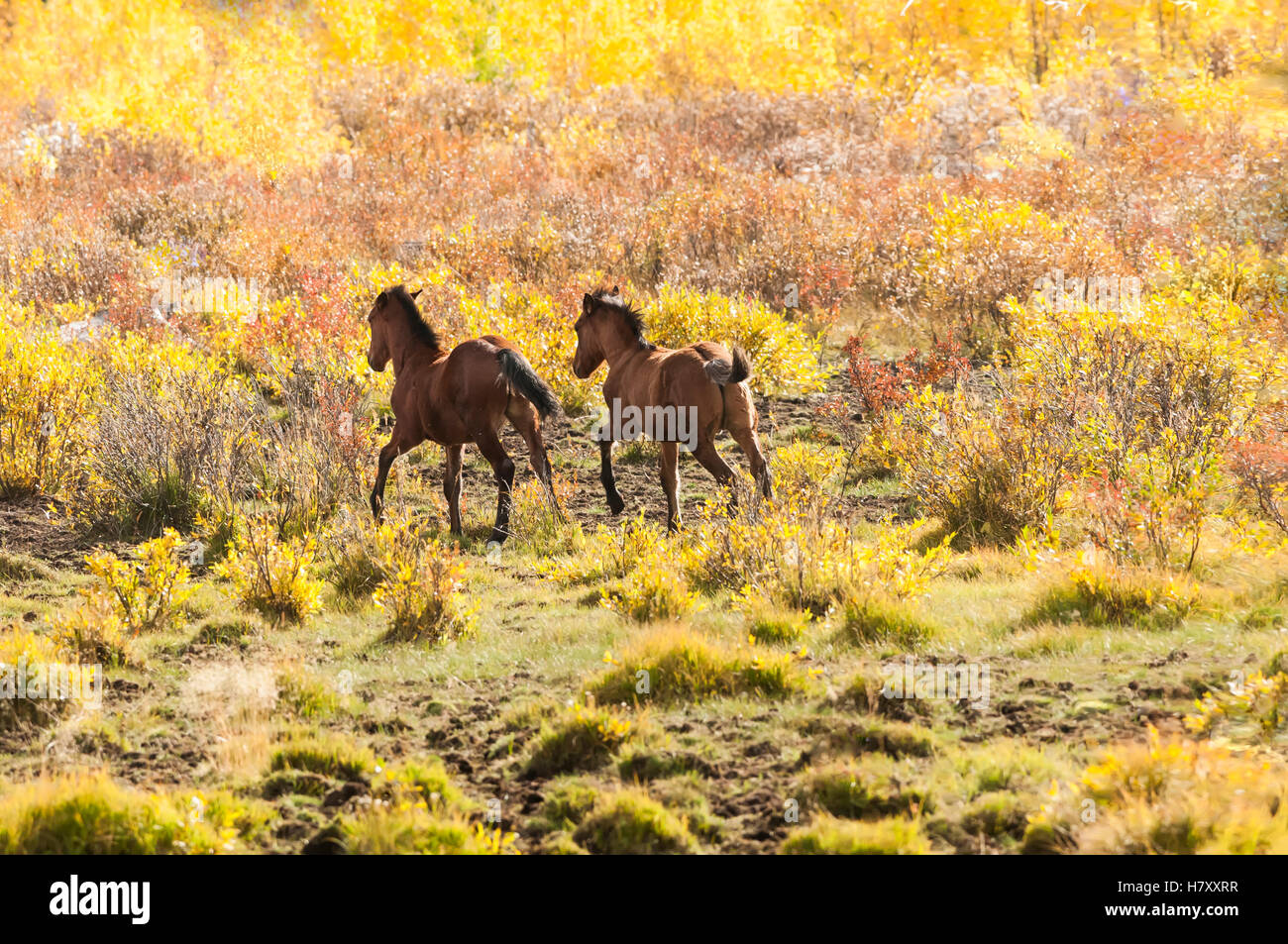 Wild horses running through a field of brush in autumn; Sundre, Alberta