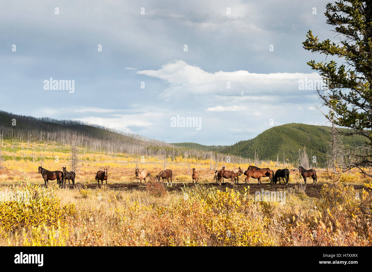 Herd of wild horses; Sundre, Alberta, Canada Stock Photo Alamy