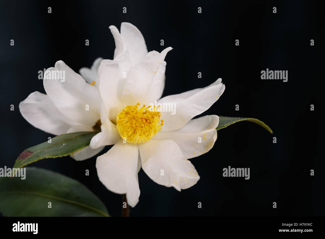 Full bloom beauty hi-res stock photography and images - Alamy