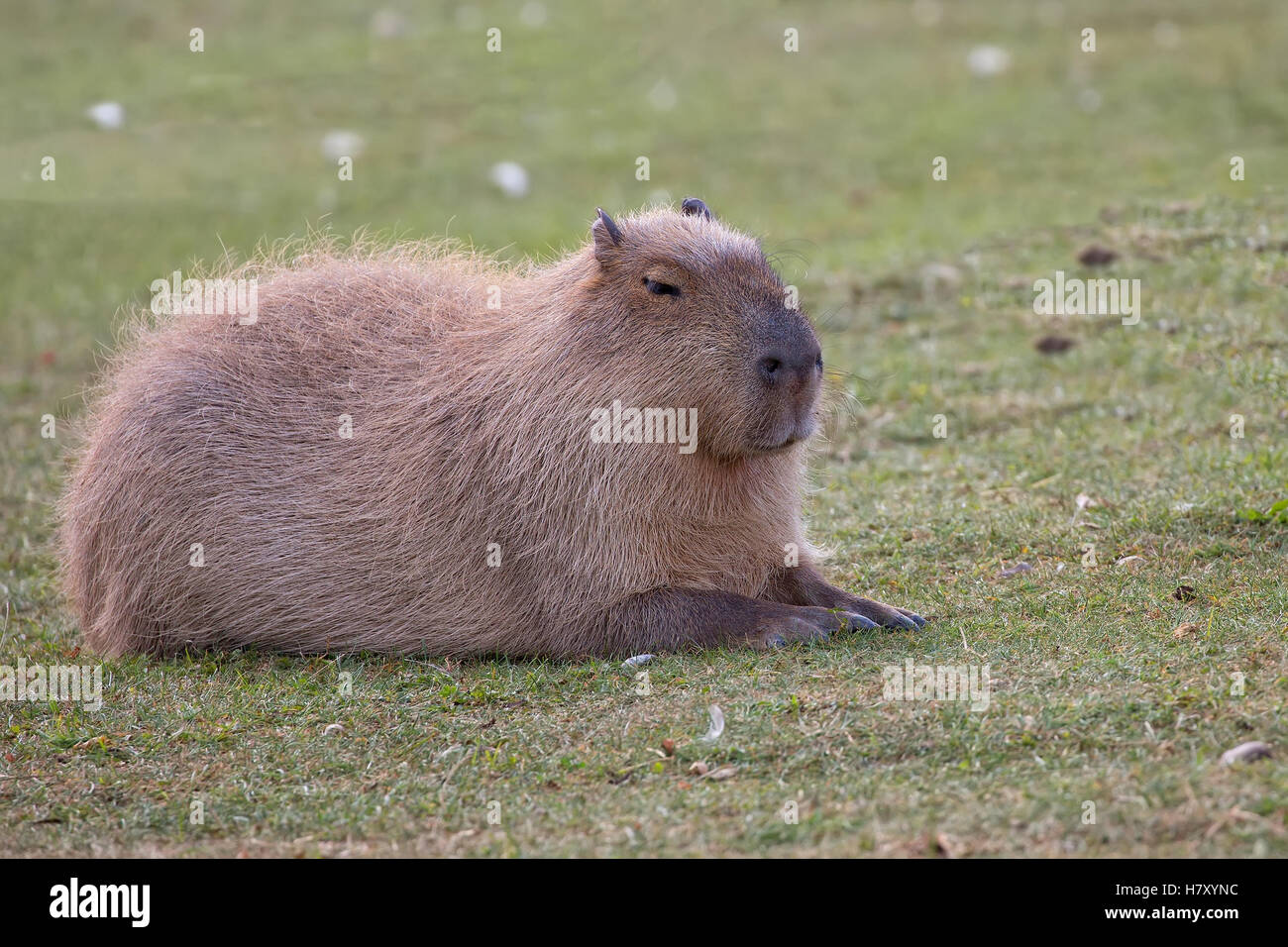 Capybara resting in a clearing in the wild Stock Photo