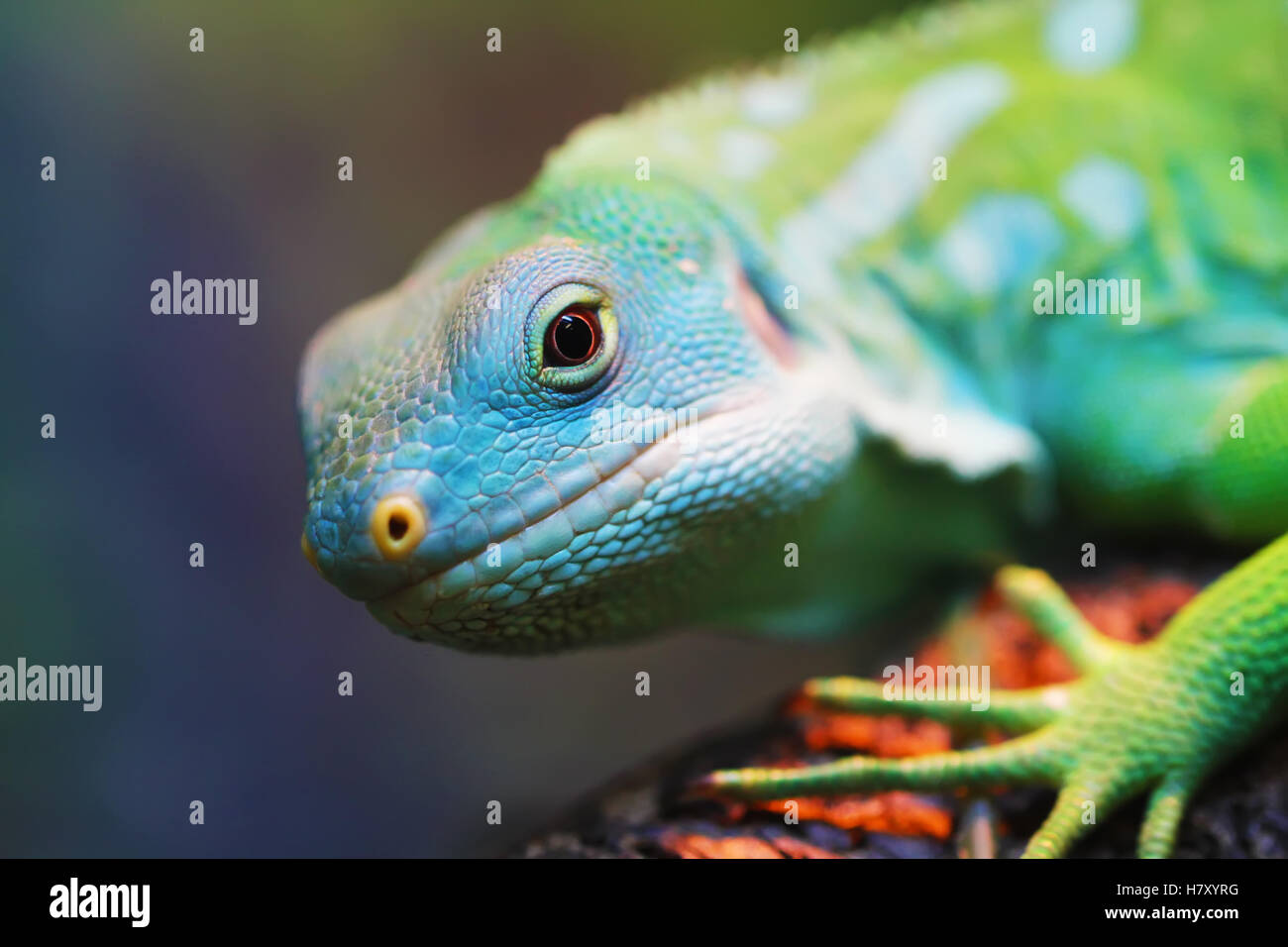 Lizard close up macro animal portrait photo Stock Photo