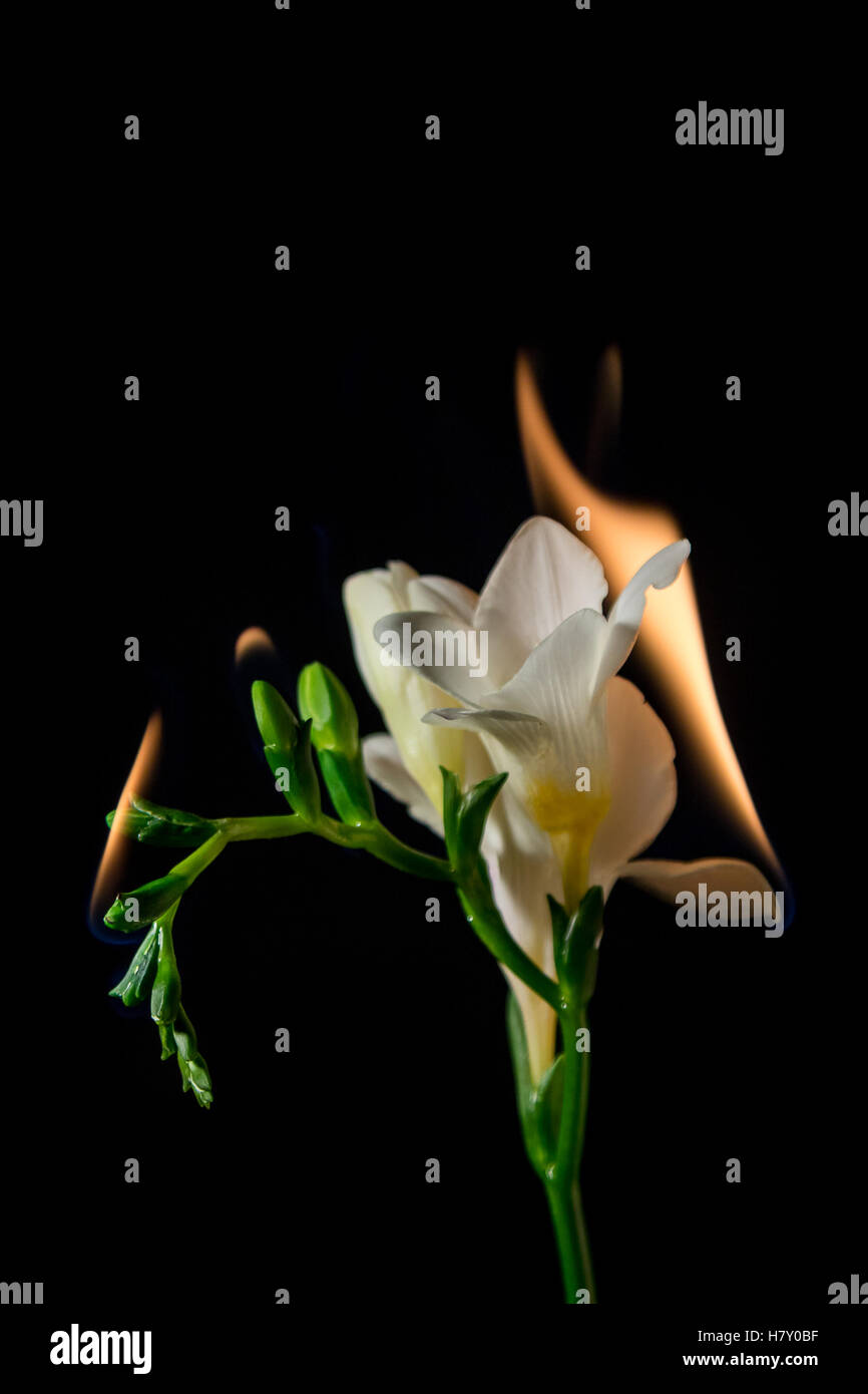 white freesia flower on fire with flames on black background Stock Photo