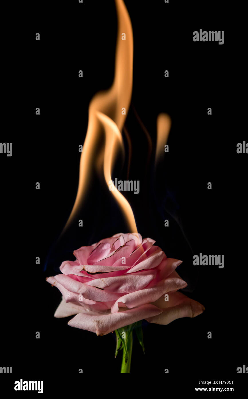 rose on fire with flames on black background Stock Photo Alamy