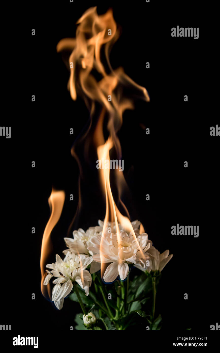 white flower on fire with flames on black background Stock Photo