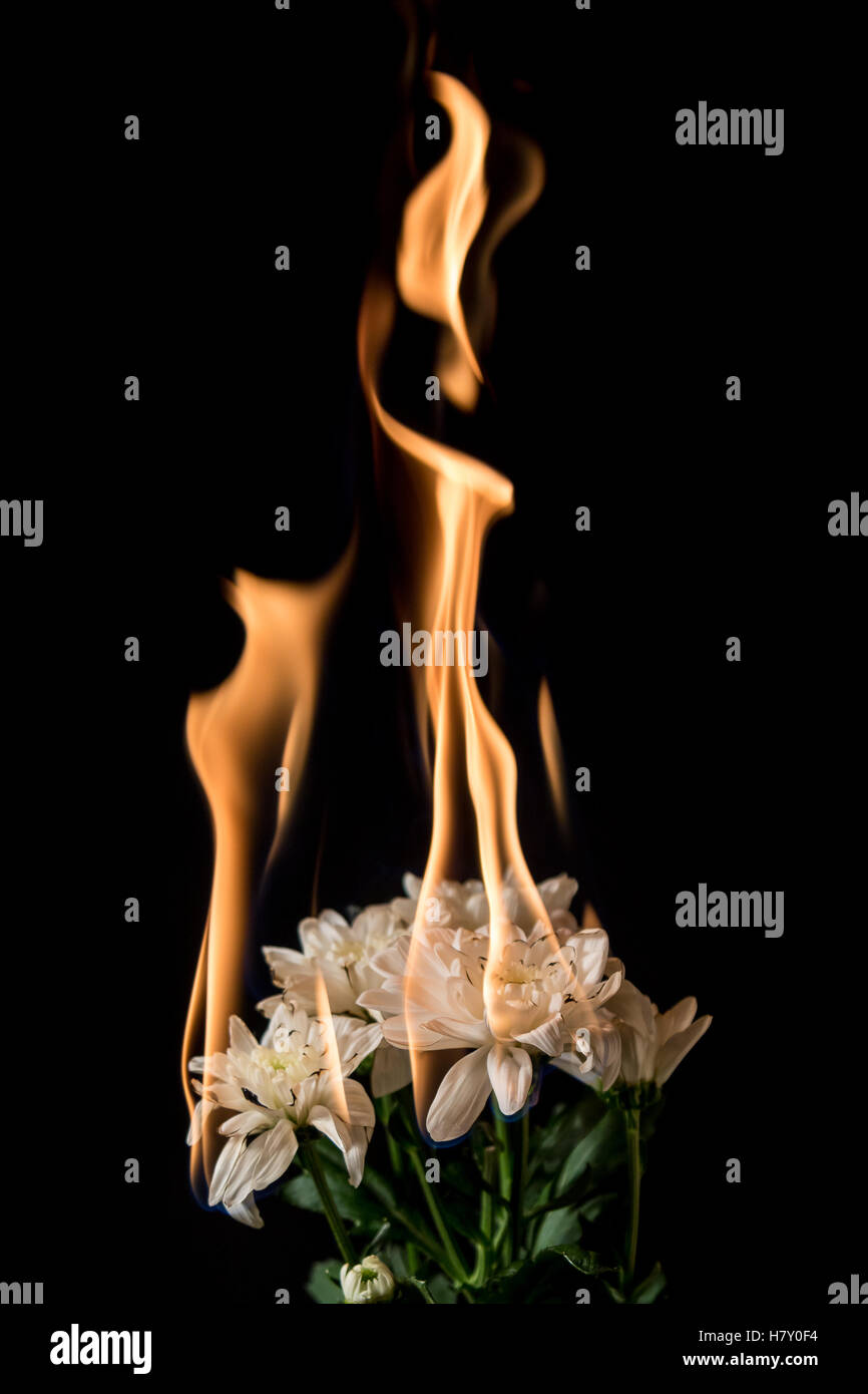 white flower on fire with flames on black background Stock Photo