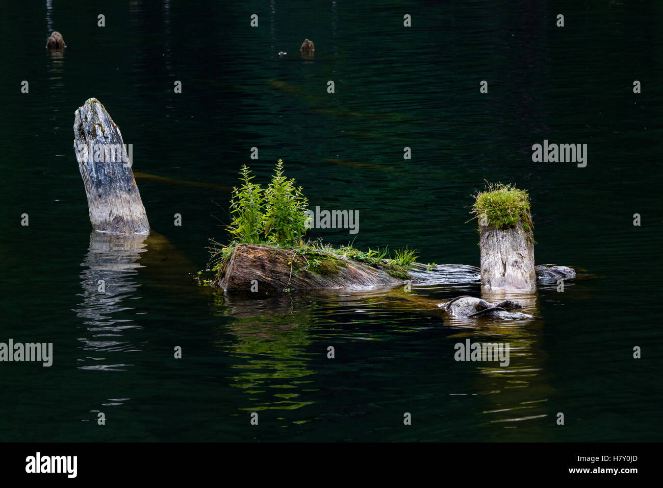 old mossy sunken broken log in lake water Stock Photo