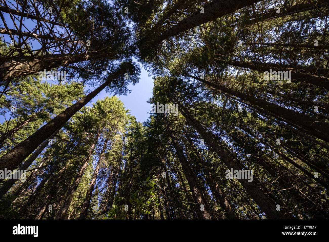 looking up in pine forest with tall trees and blue sky Stock Photo - Alamy