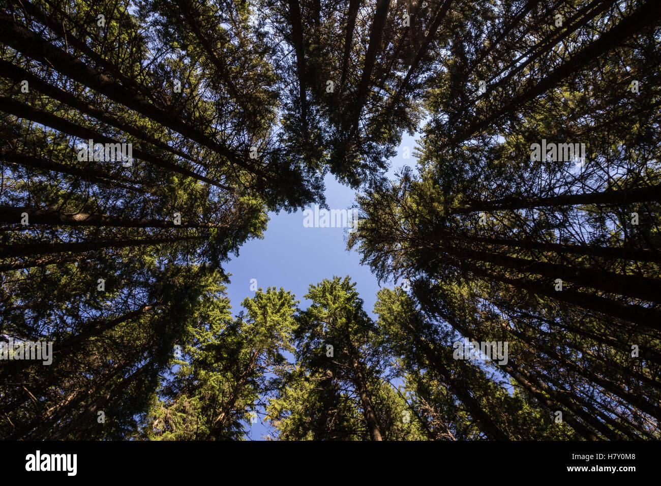 looking up in pine forest with tall trees and blue sky Stock Photo - Alamy