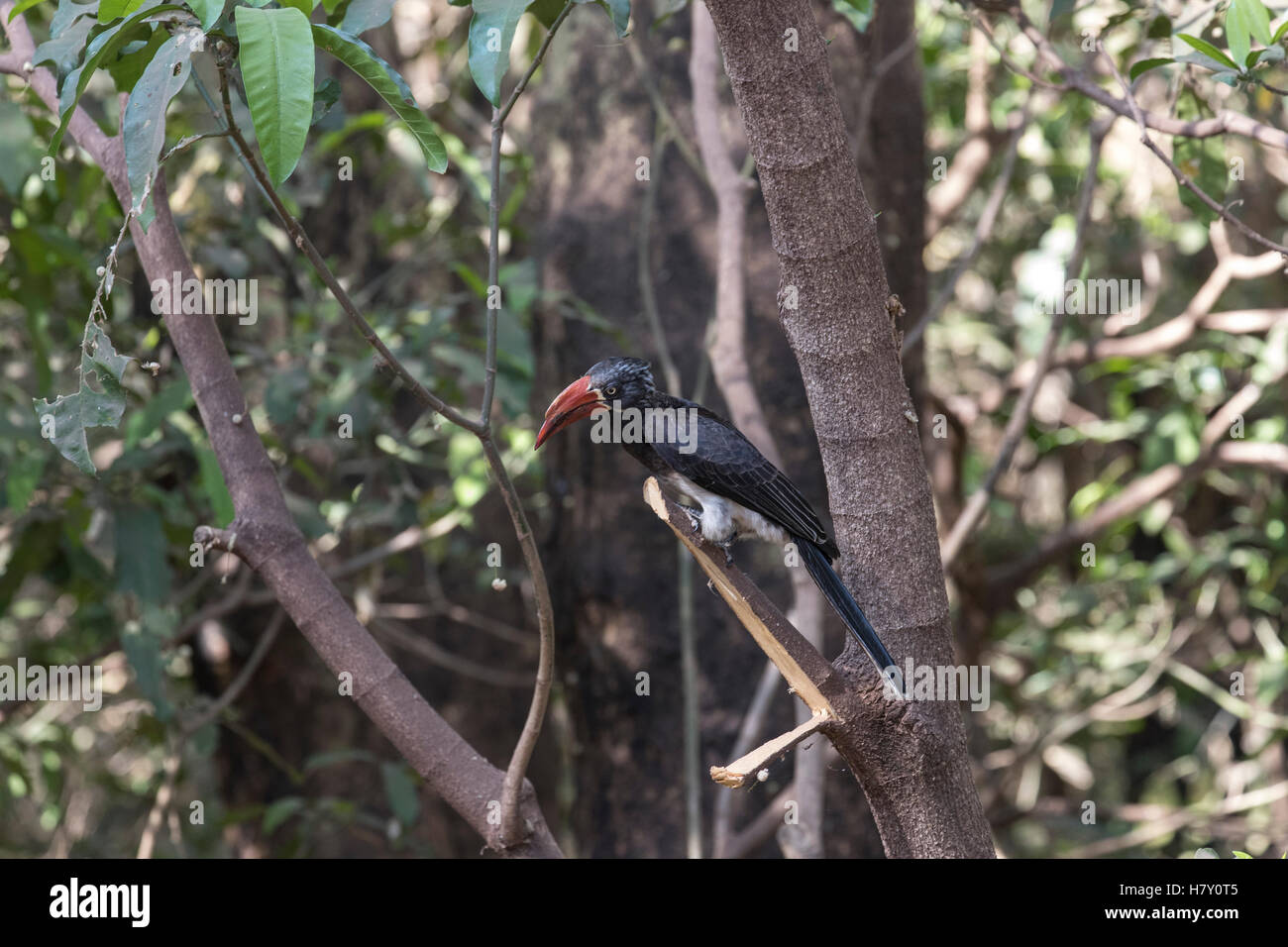 Crowned Hornbill in a tree in Lake Manyara National Park, Tanzania Stock Photo