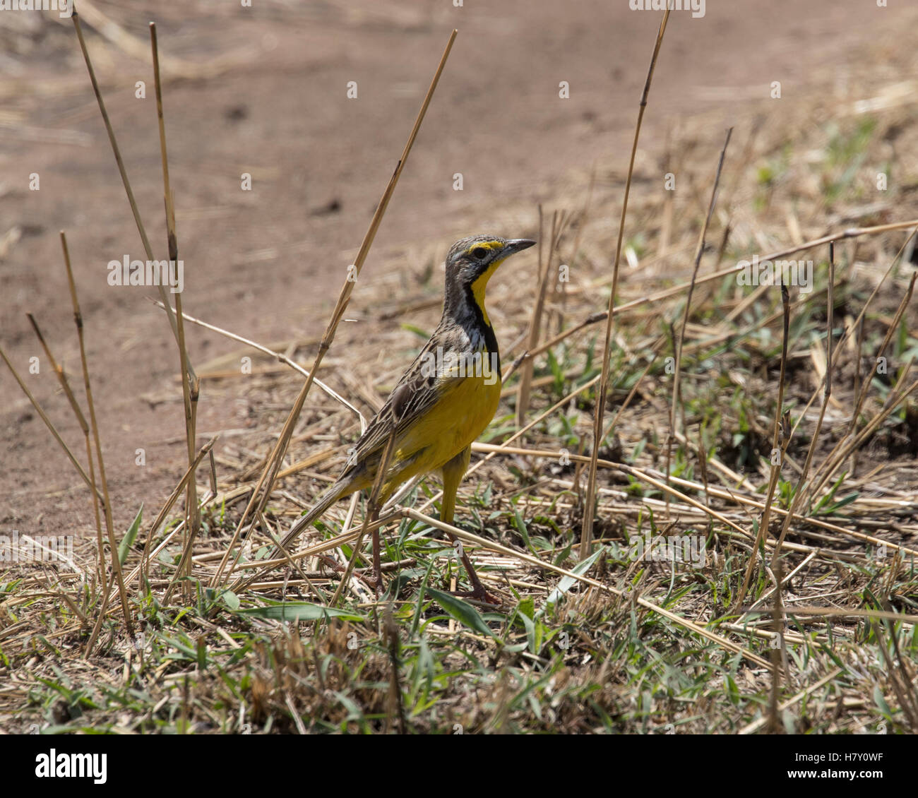 yellow-throated longclaw bird on the ground in Serengeti National Park, Tanzania Stock Photo