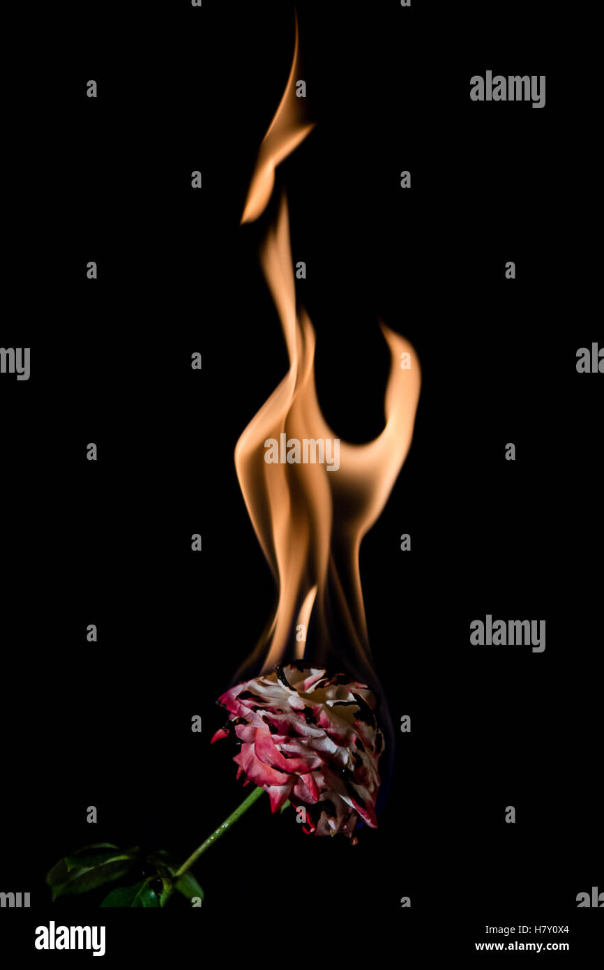 rose on fire with flames on black background Stock Photo Alamy