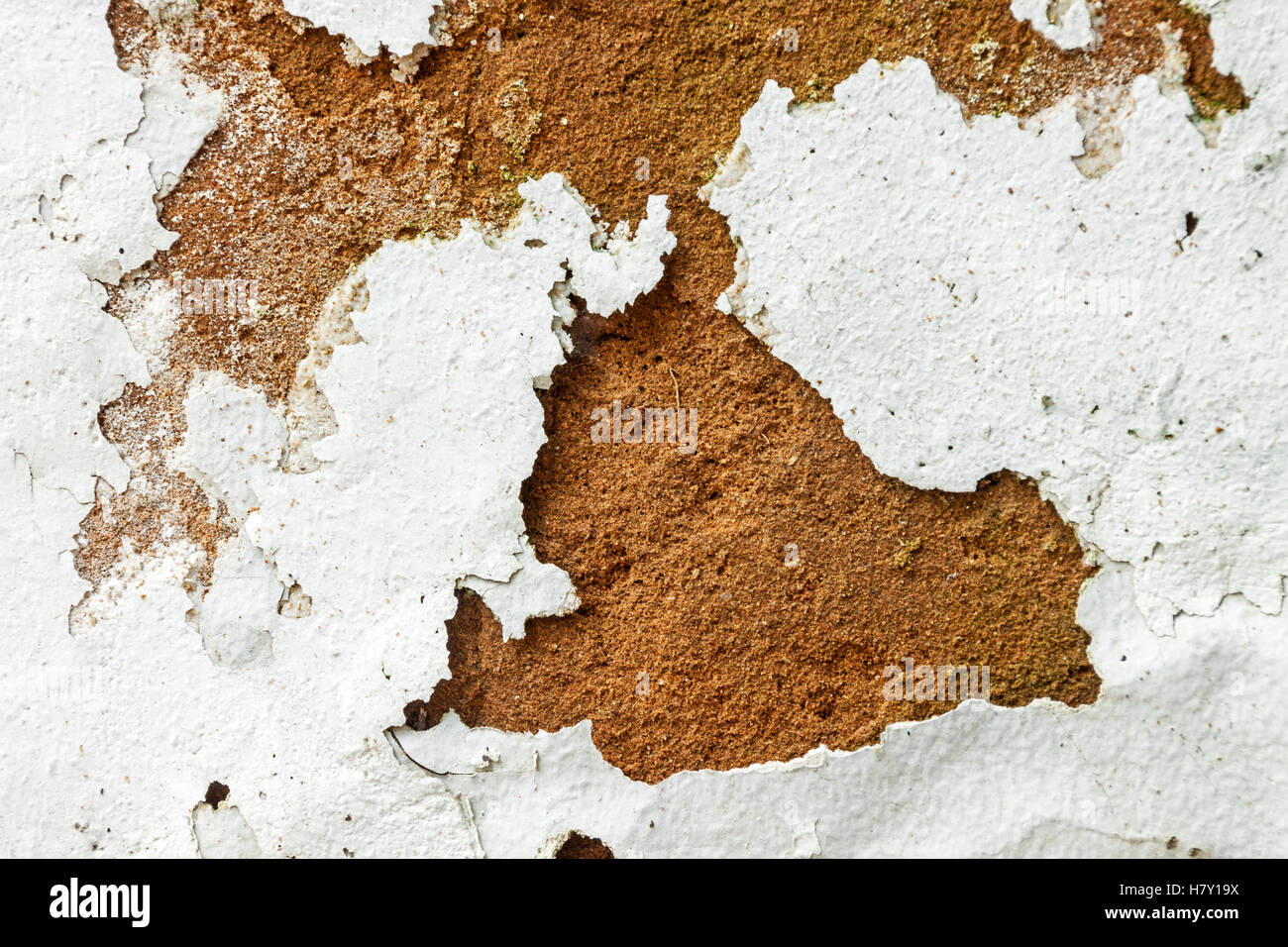 Close up of mold fungus and peeling and flaking paint due to rising