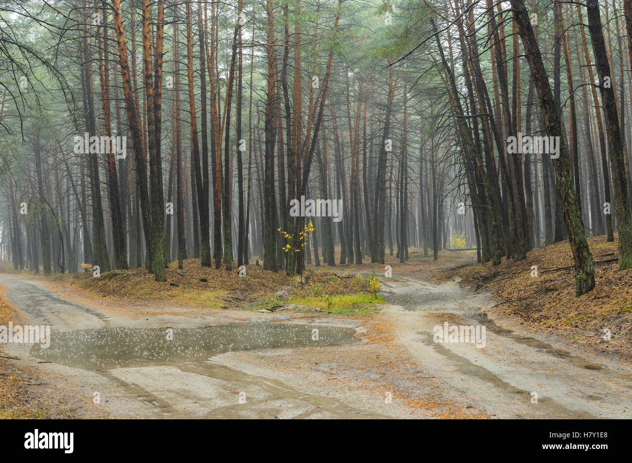 Forked sandy roads in rainy pine forest in Ukraine Stock Photo