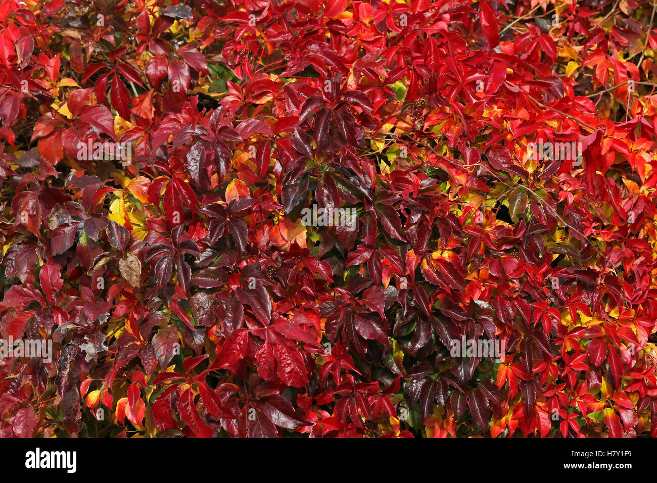 Autumn colour - virginia creeper Stock Photo
