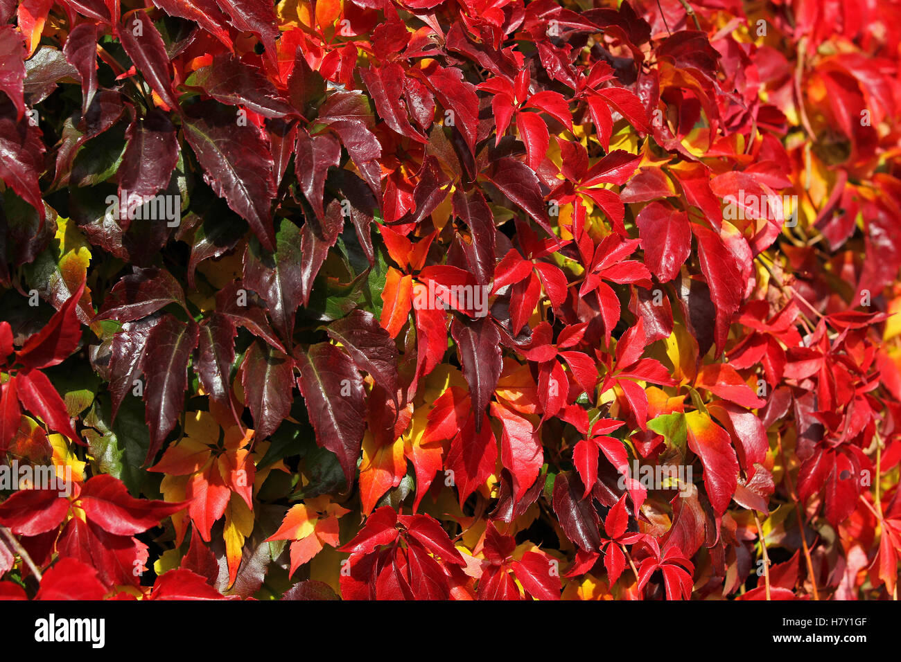 Autumn colour - virginia creeper Stock Photo