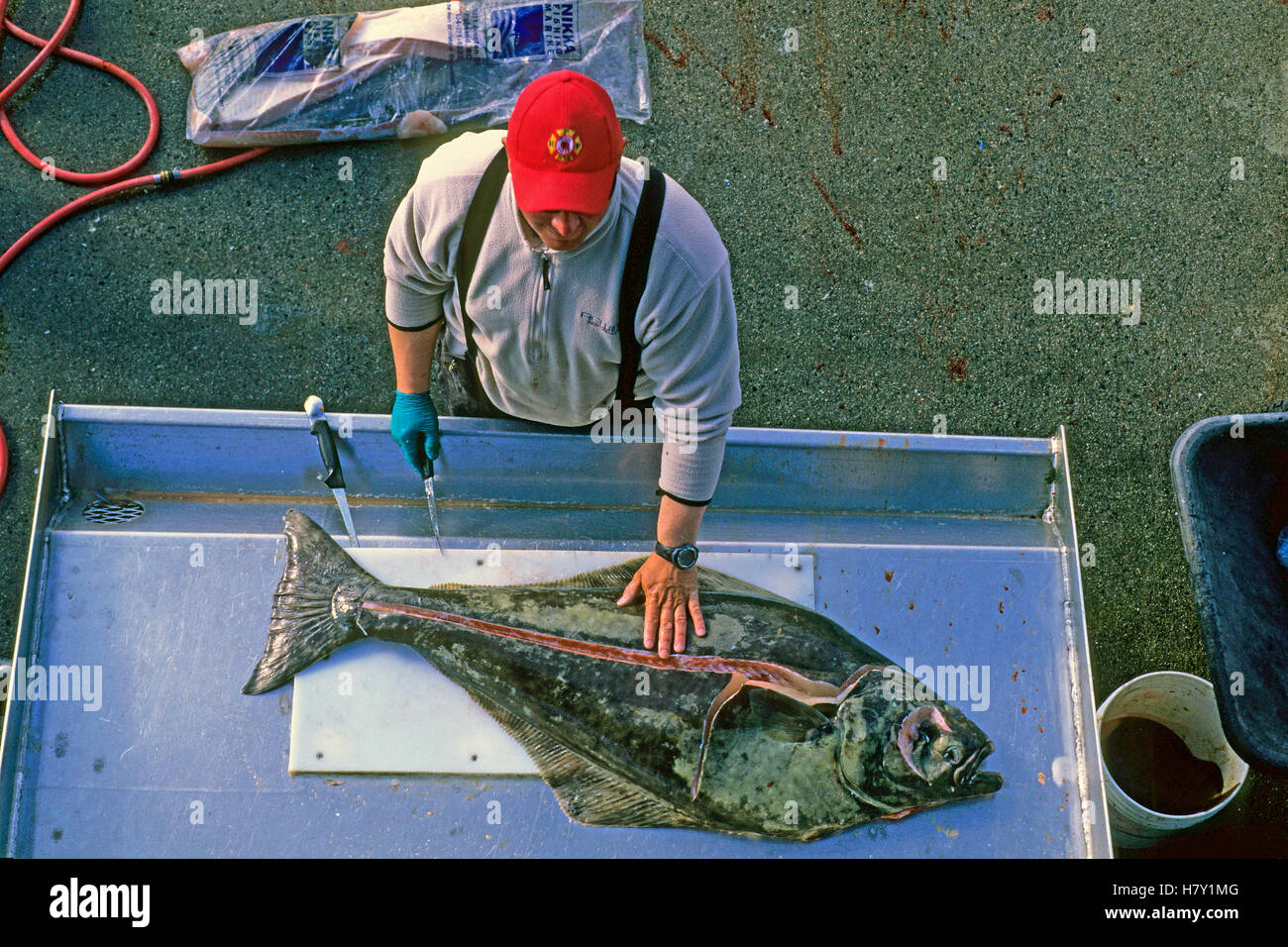 Fisherman cleaning halibut (Hippoglossus hippoglossus), Prince Rupert, British Columbia, Canada Stock Photo