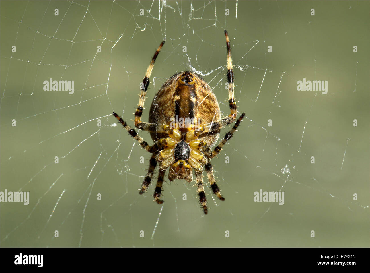 Garden Spider Araneus diadematus on silk web garden Stock Photo - Alamy