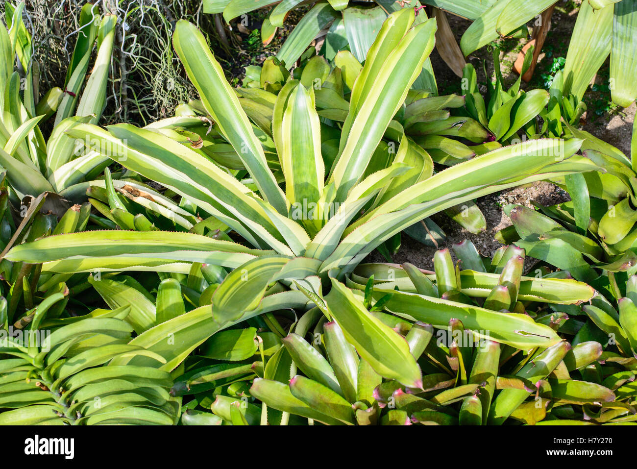 Neoregelia Bromeliad plant in garden. Stock Photo