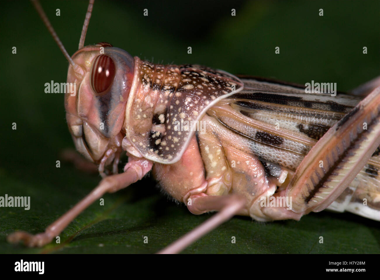 Desert Locust Schistocerca gregaria Adult with fully formed Stock Photo