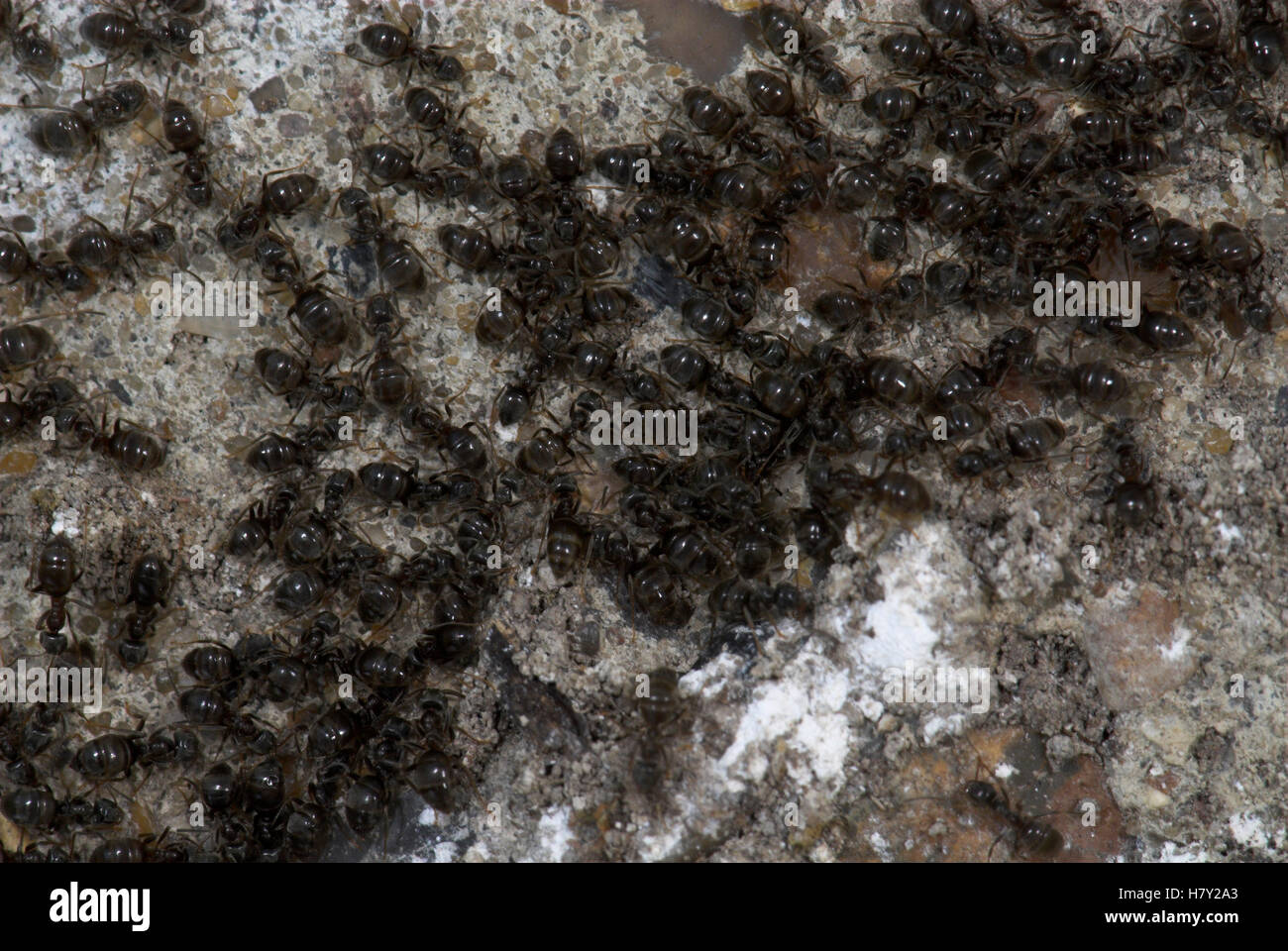 Black Garden Ants Lasius niger under concrete slab Stock Photo Alamy
