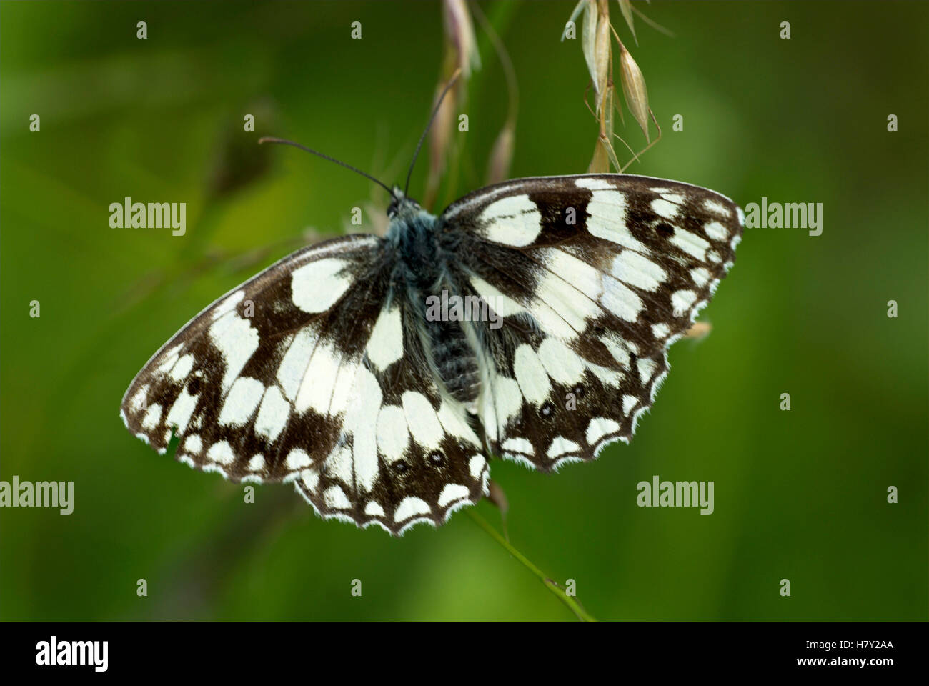 Marbled White Butterfly Melanargia galathea black and white Stock Photo