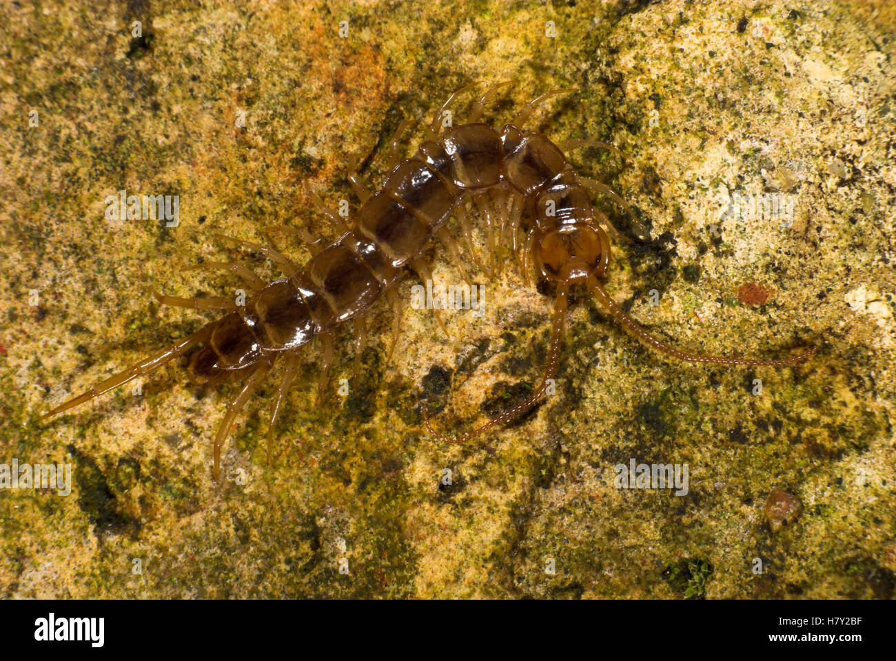 Common Centipede Lithobius species showing head segmented body Stock Photo