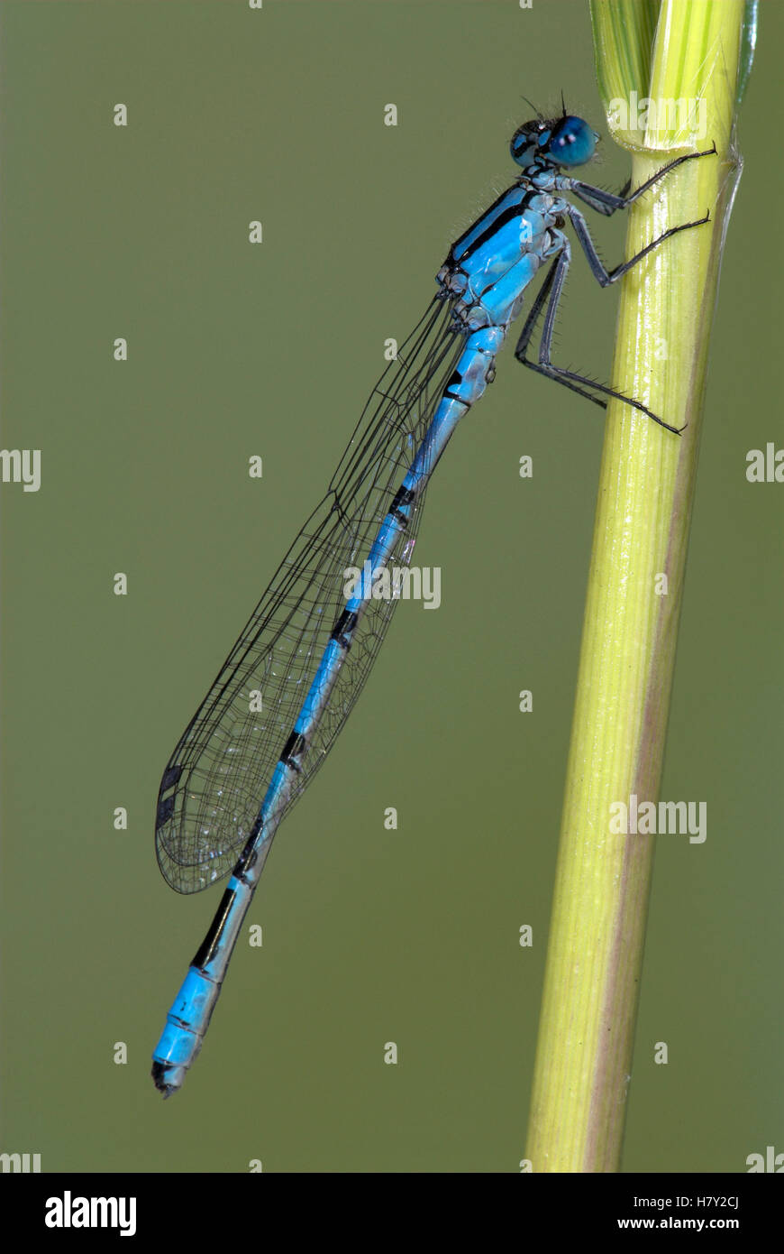 Common Blue Damselfly Enallaatma cyathigerum male resting on Stock ...