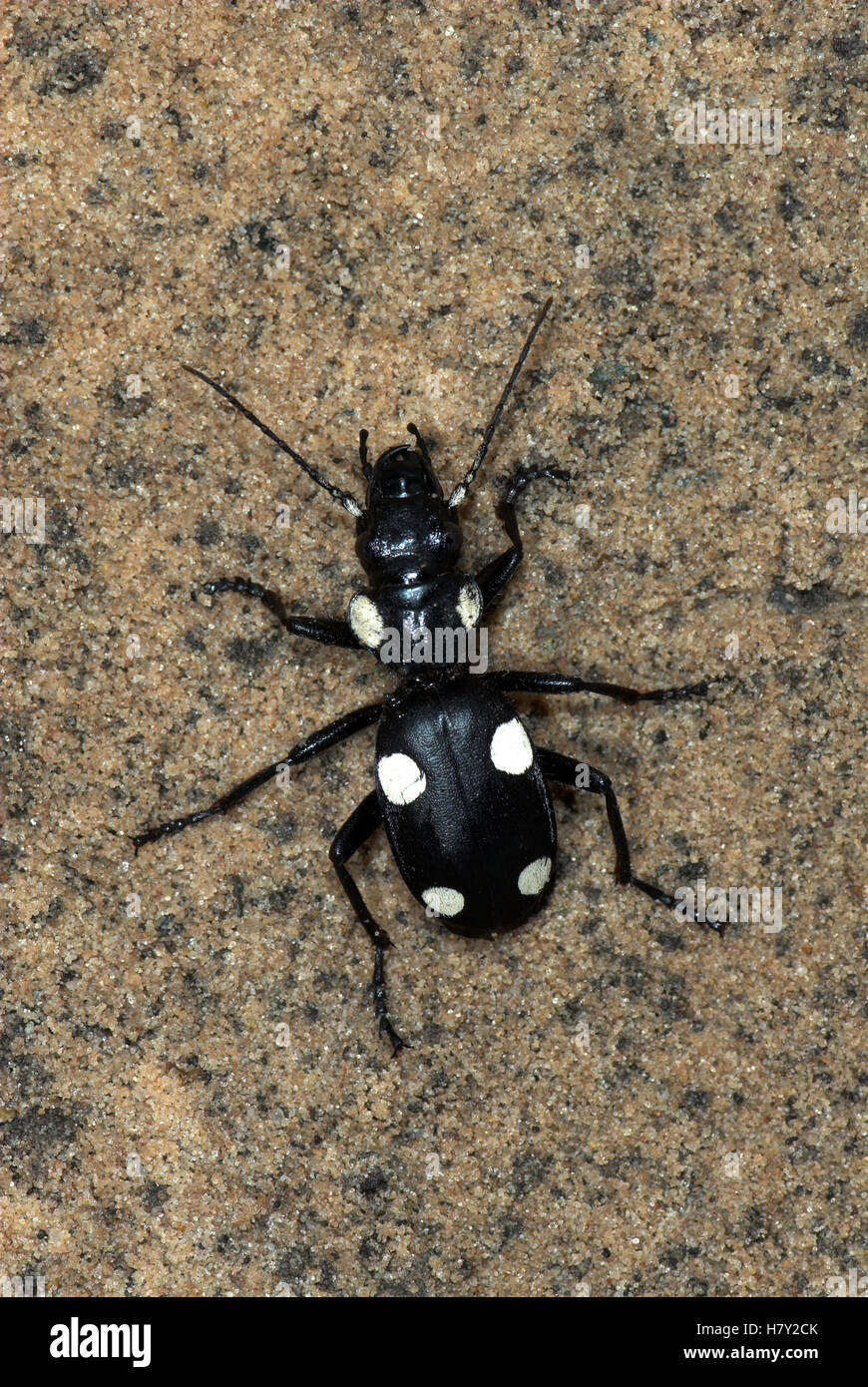 Domino Beetle Anthia sexguttata black with white spots Stock Photo