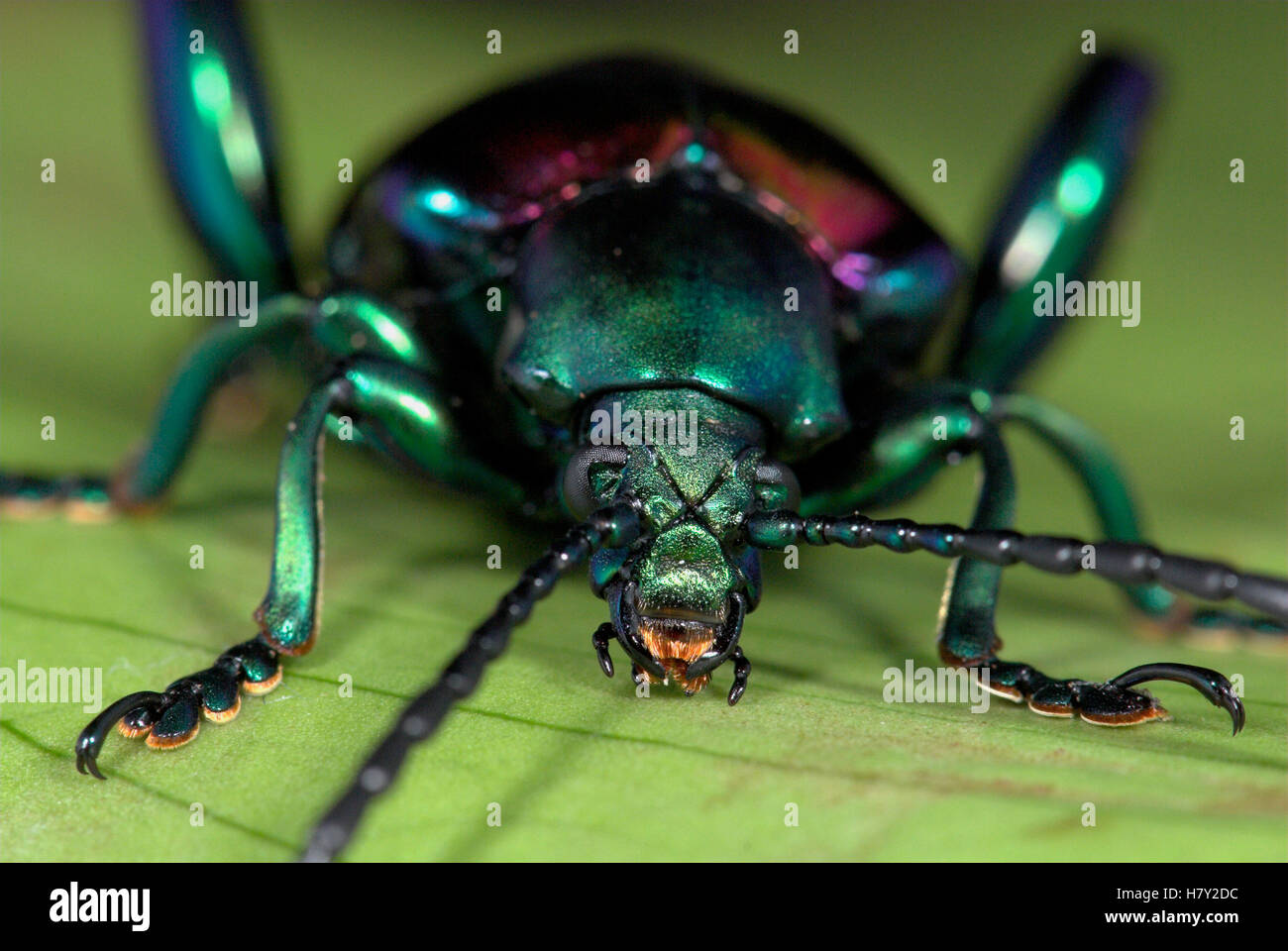 Segata Insects Sagara sp se asia hi-res stock photography and images - Alamy
