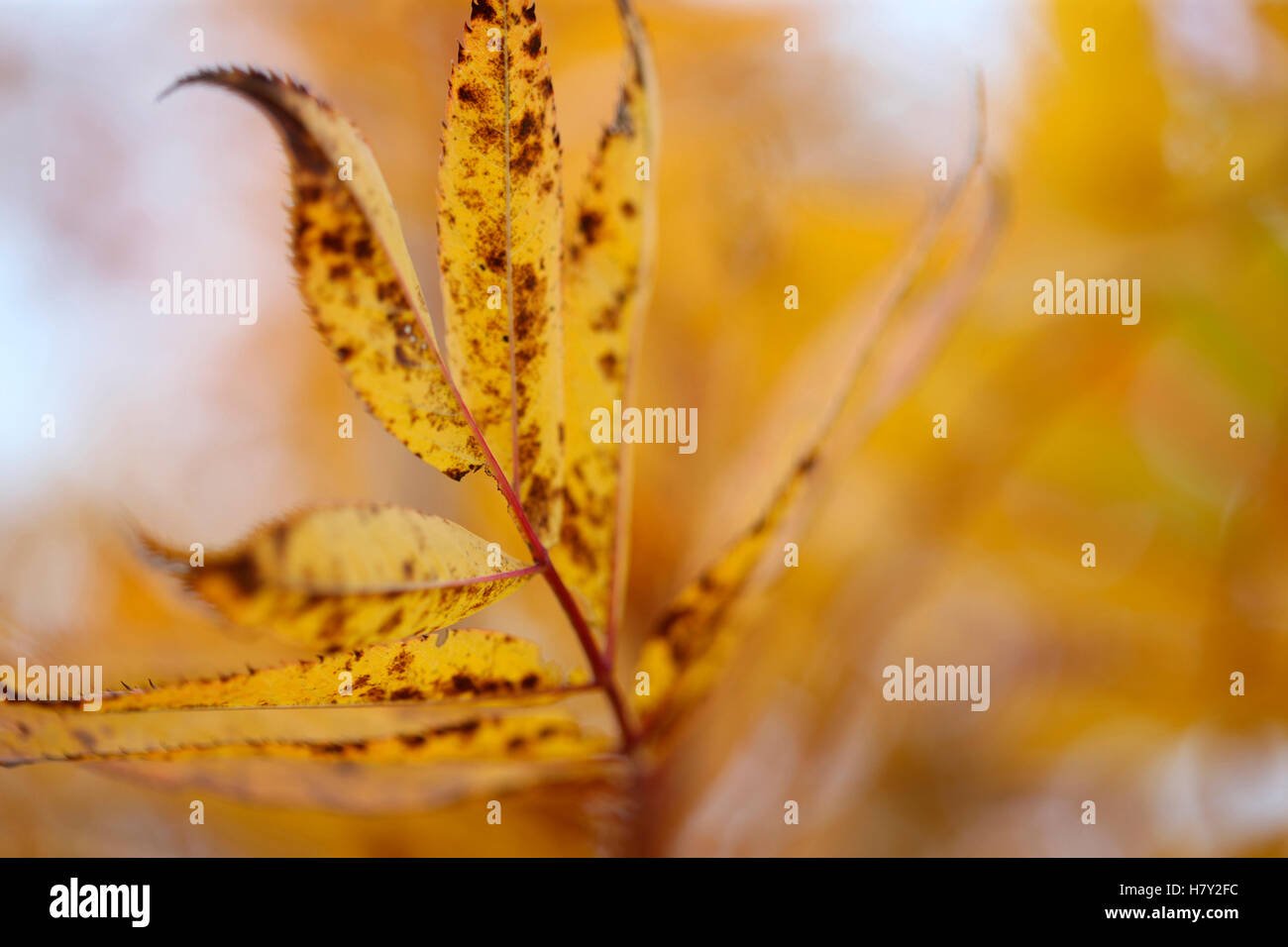 beautiful american mountain ash autumn leaves in dynamic form Jane Ann
