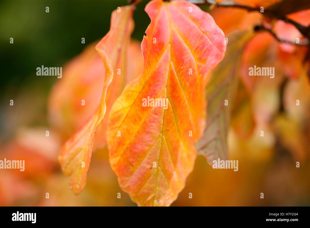 Beautiful Autumn Leaves Cornus Kousa, Japanese Dogwood Jane Ann Butler Photography JABP1677 Stock Photo