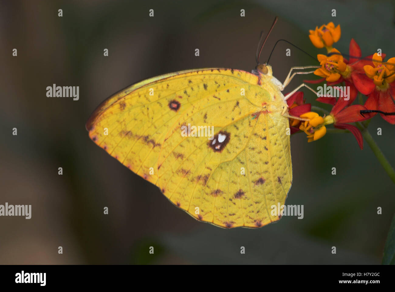 Orange Barred Sulphur Butterfly Phoebus philea yellow colour Stock Photo