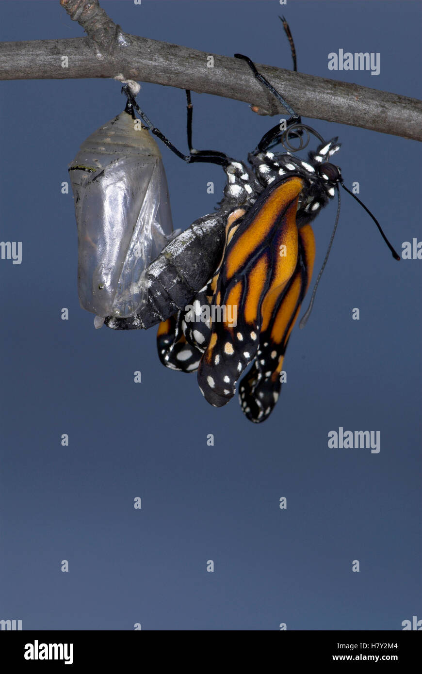 Monarch Butterfly Danaus plexippus Hatching from pupae sequence Stock