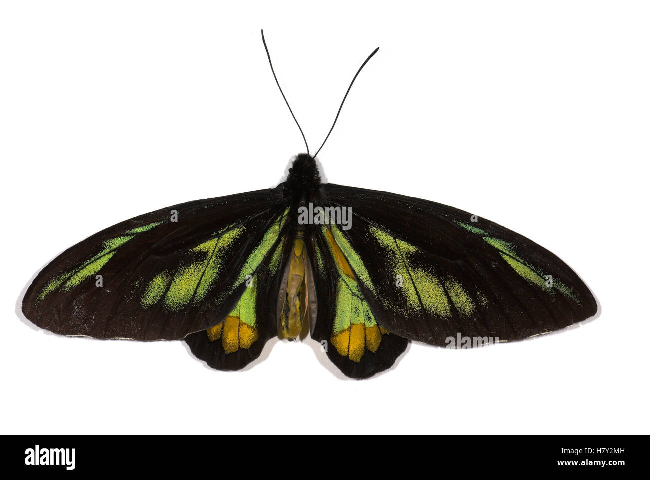 Rothschild’s Birdwing Butterfly Ornithoptera rothschildi Female