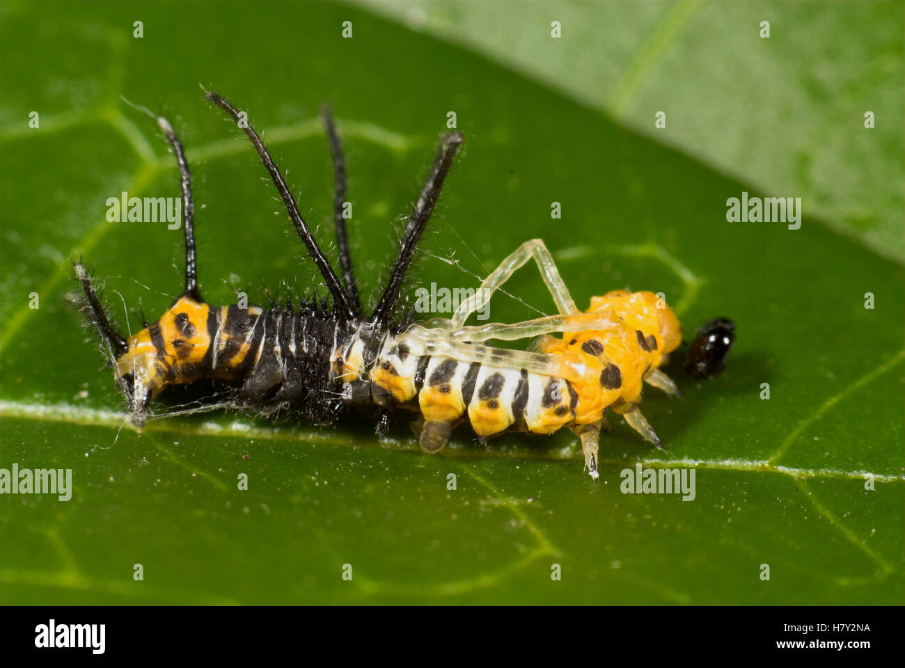 Brahmaea hearseyi Moth Caterpillar moulting Borneo black and Stock Photo