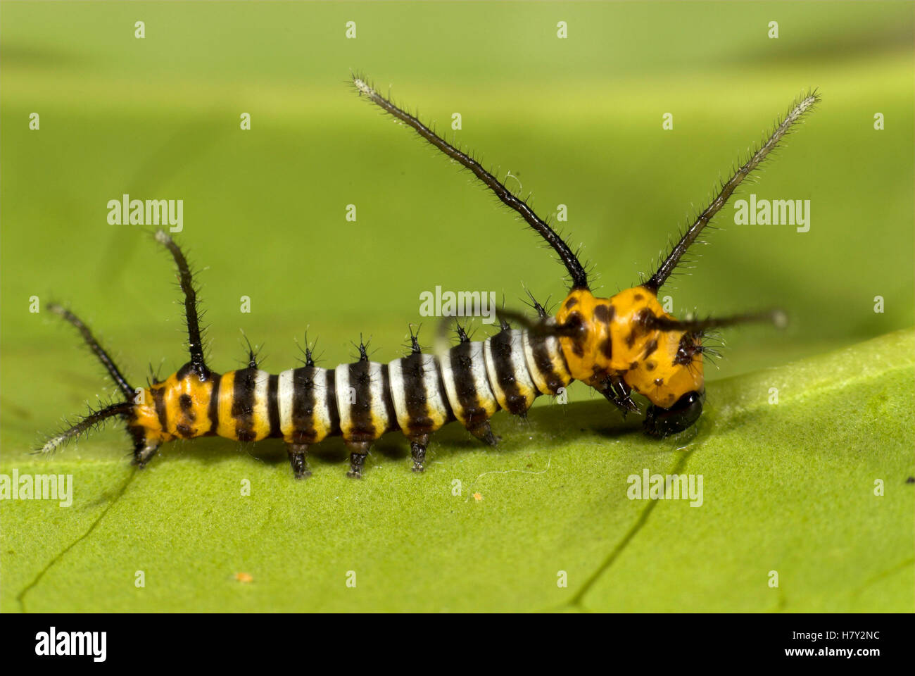Brahmaea hearseyi Moth Caterpillar Borneo black and white Stock Photo
