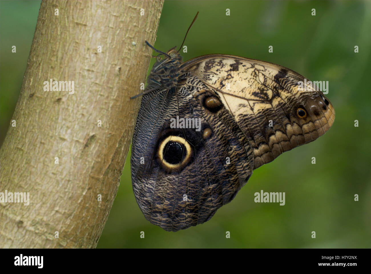 Owl Butterfly Caligo species perched on tree trunk Stock Photo
