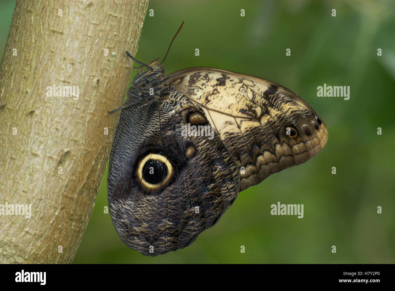 Owl Butterfly Caligo species perched on tree trunk Stock Photo