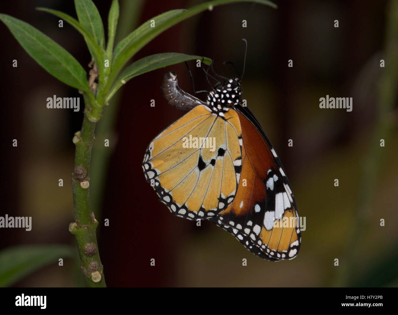 Plain Tiger Butterfly Danaus chrysippus laying egg underside Stock Photo