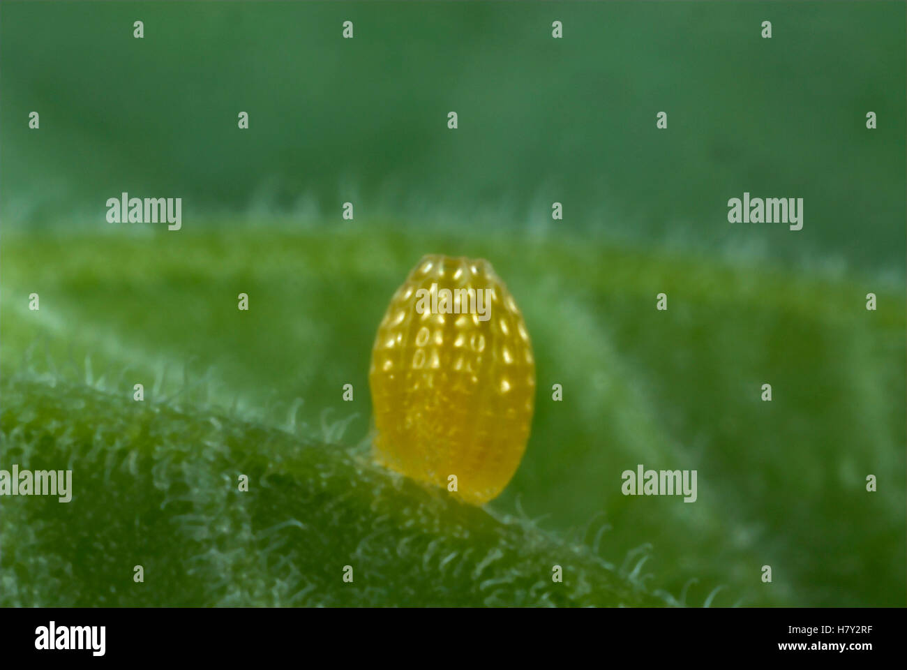 Zebra Butterfly Egg Heliconius cethosia yellow sing ova Stock Photo Alamy