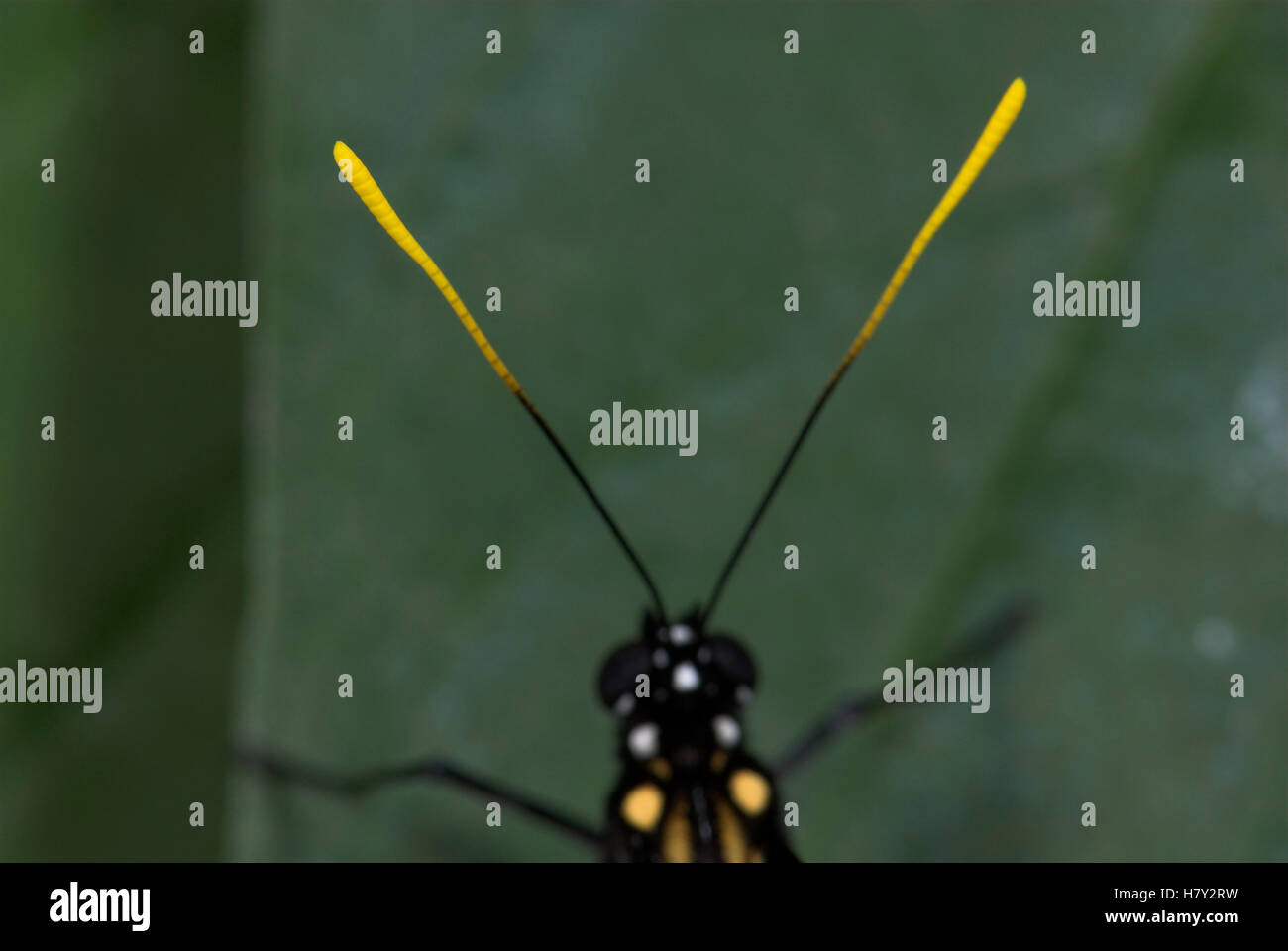 Close up of Butterfly Antenna Heliconius melpomene black Stock Photo
